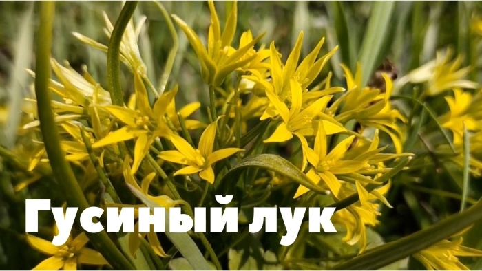 Гусиный лук жёлтый (gagea lutea)