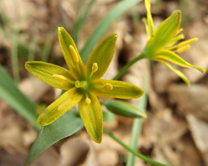 Гусиный лук