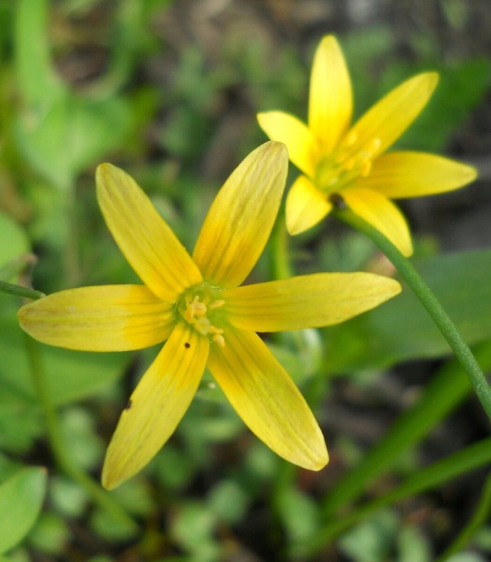 Гусиный лук желтый