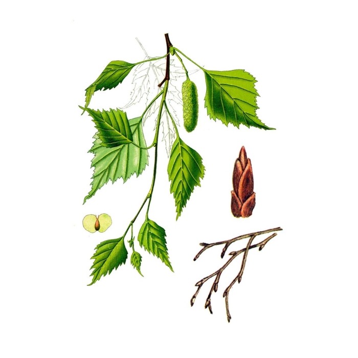 Береза повислая лист