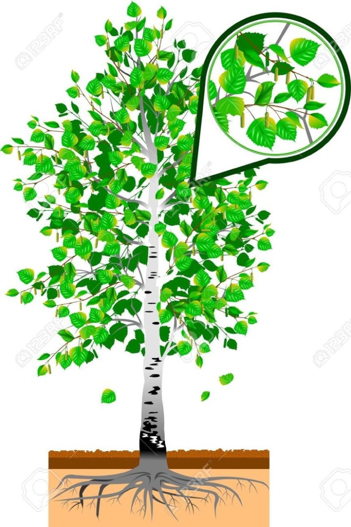 Дерево береза