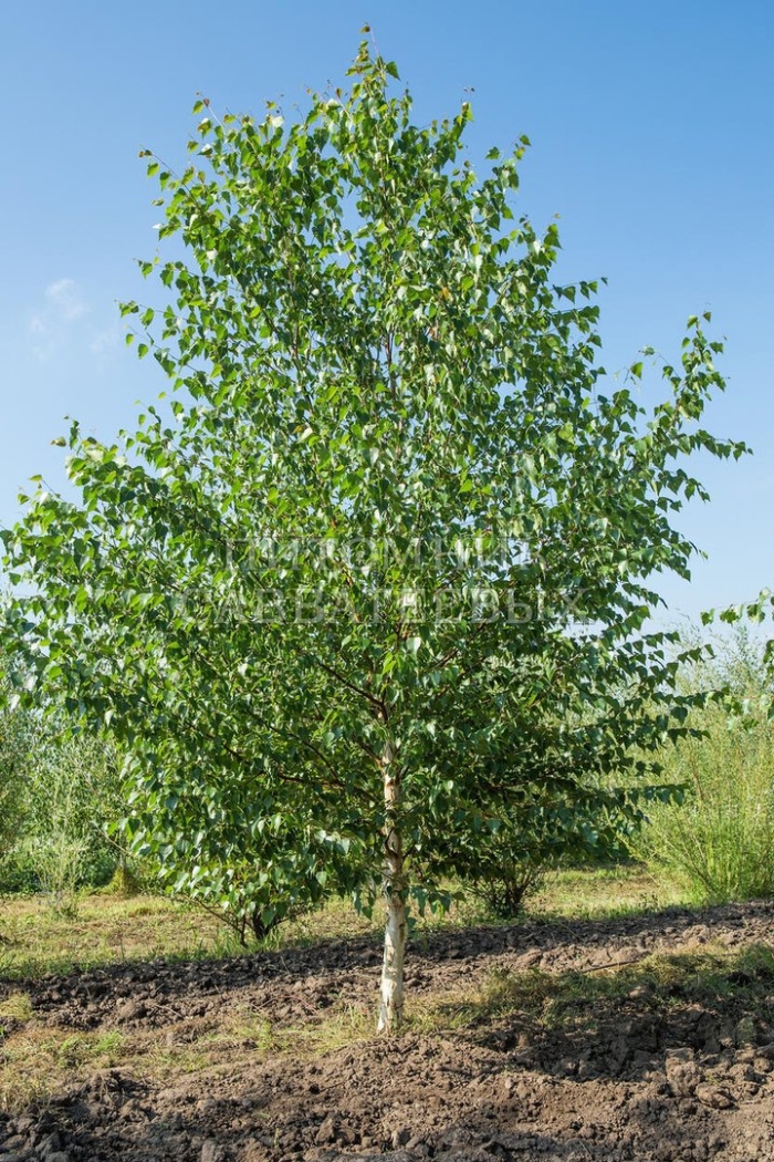 Береза повислая бородавчатая