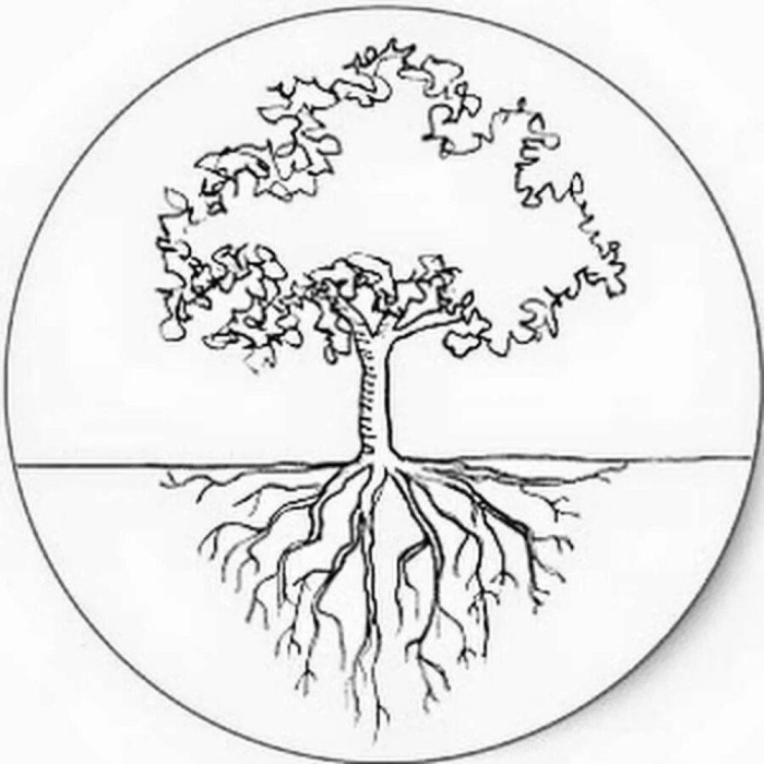 Корни деревьев