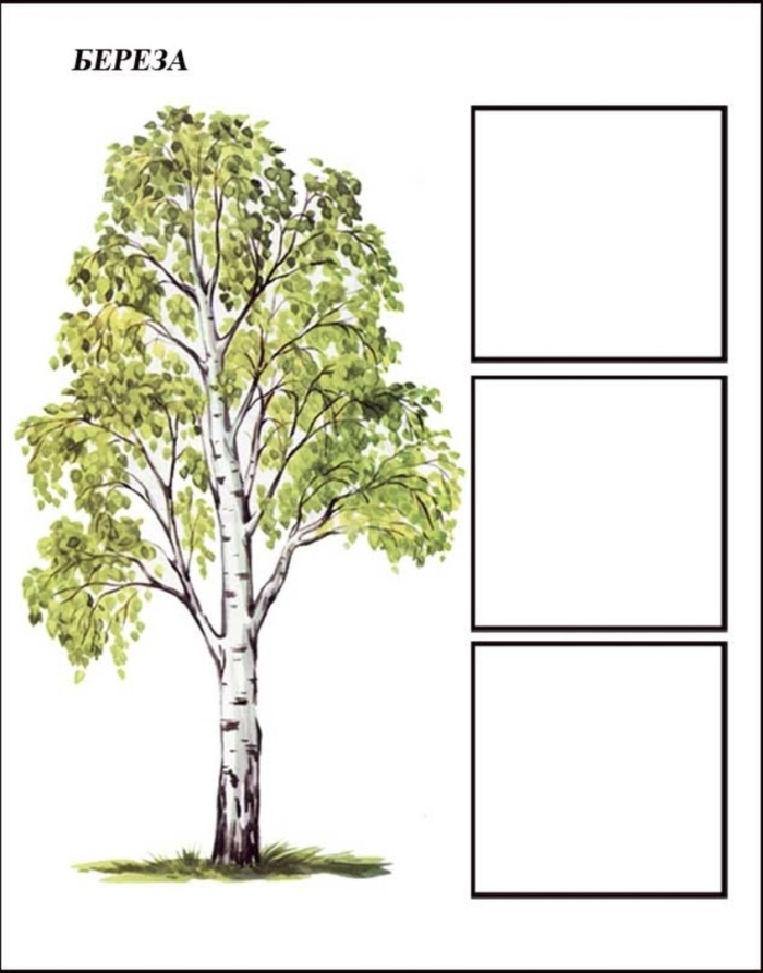 Береза для детей