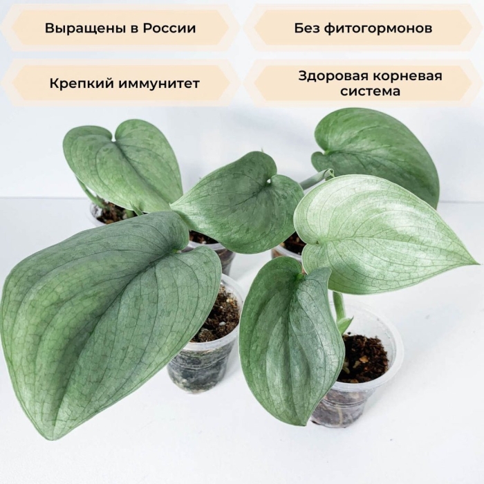 Сциндапсус сильвер платинум