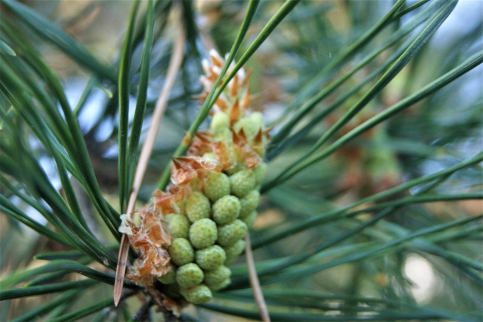 Микростробилы сосны обыкновенной