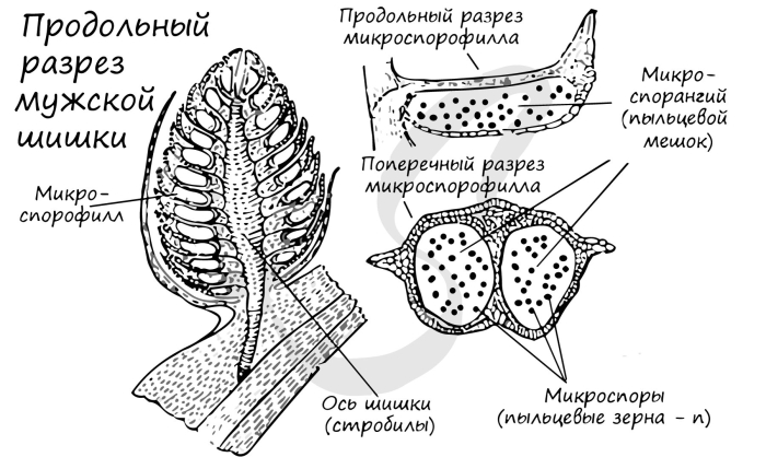 Продольный срез мужской шишки сосны обыкновенной