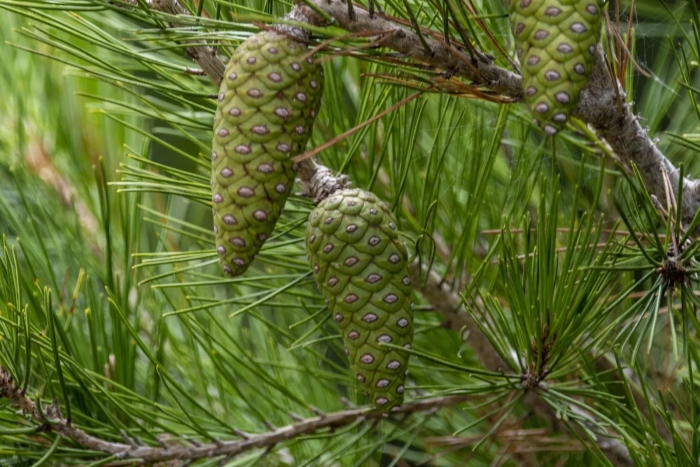 Шишка сосна