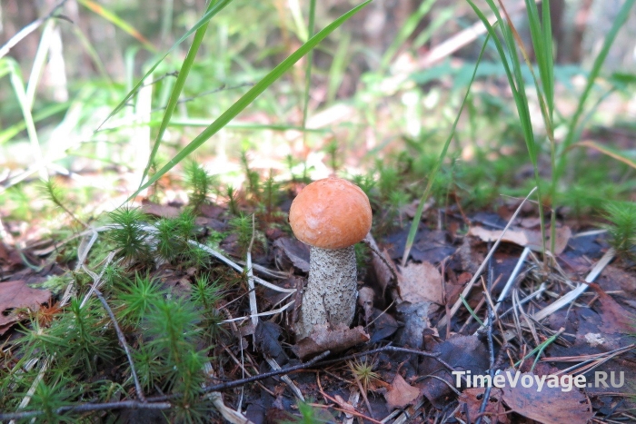 Грибы подосиновик