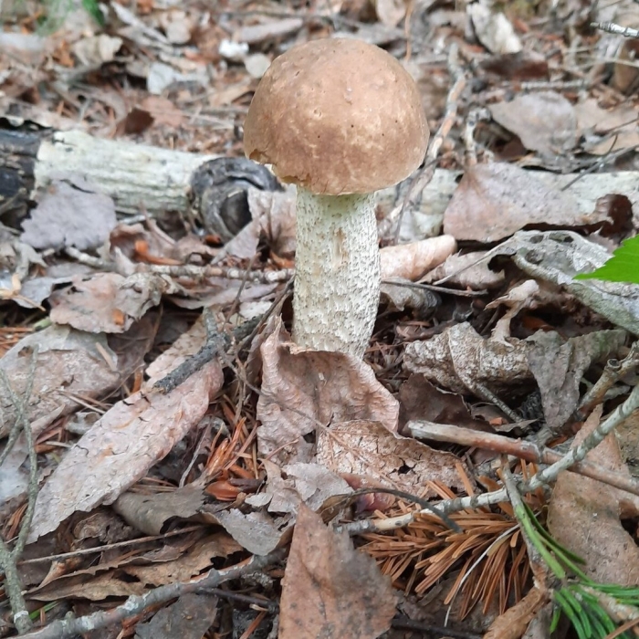 Гриб подберезовик