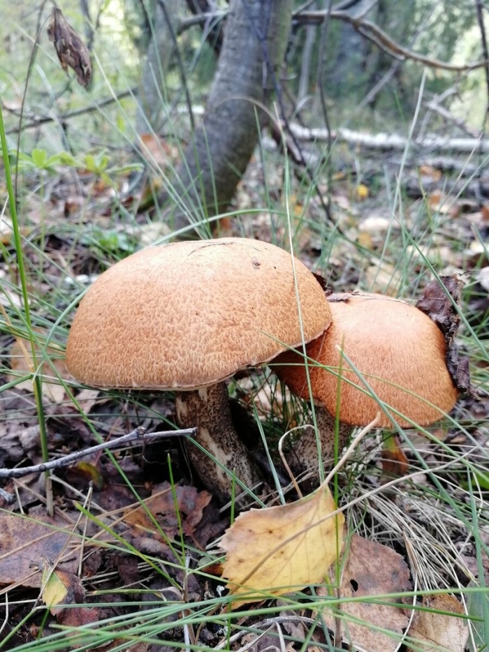 Подосиновик красноголовик