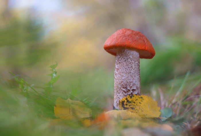 Подосиновик красный гриб