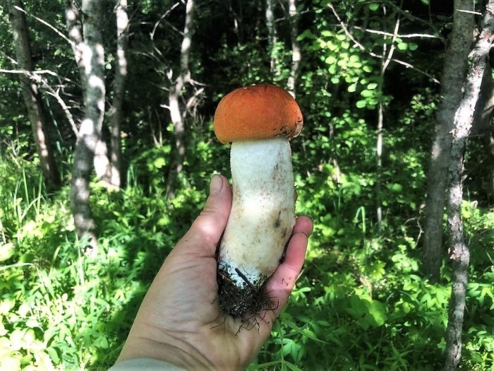 Гриб красноголовик ложный