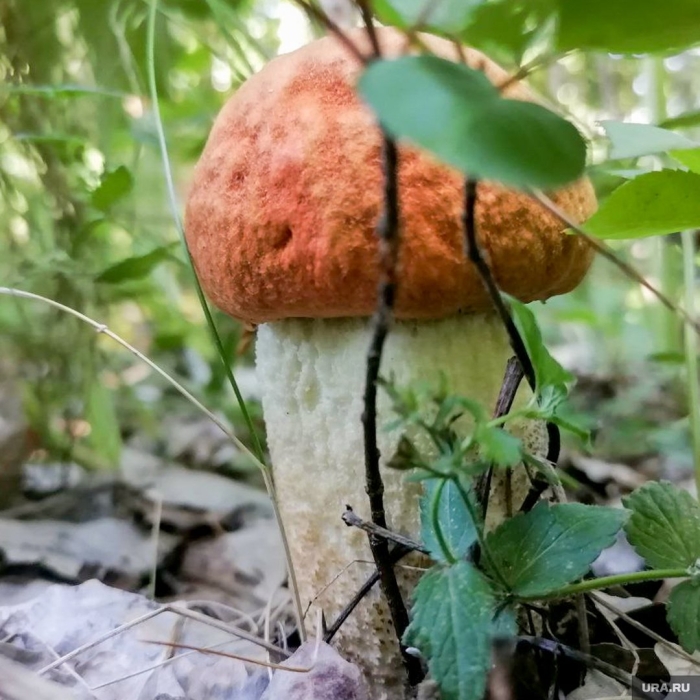 Подосиновик подберезовик красноголовик