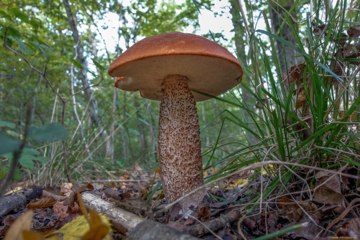 Ложные подосиновики