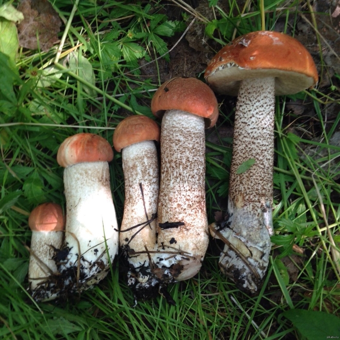 Подосиновик красный