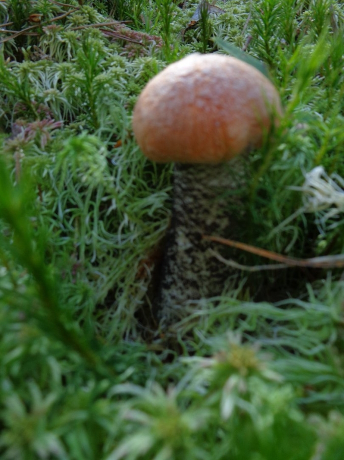 Подосиновик красноголовик