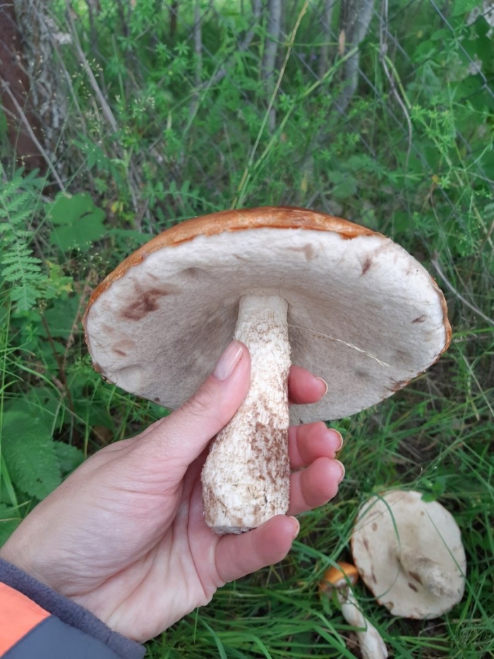 Подосиновик белоножковый