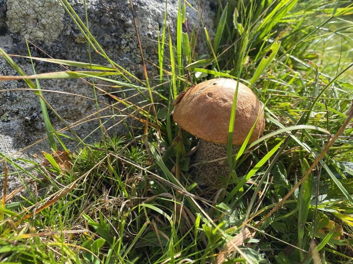 Подосиновик желто бурый