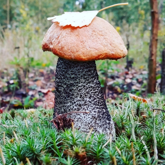 Красноголовики и подосиновики