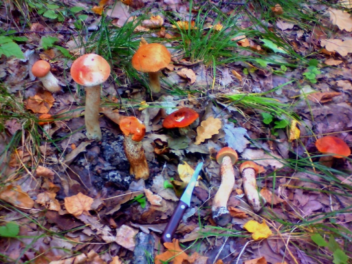 Подосиновик окрашенноногий