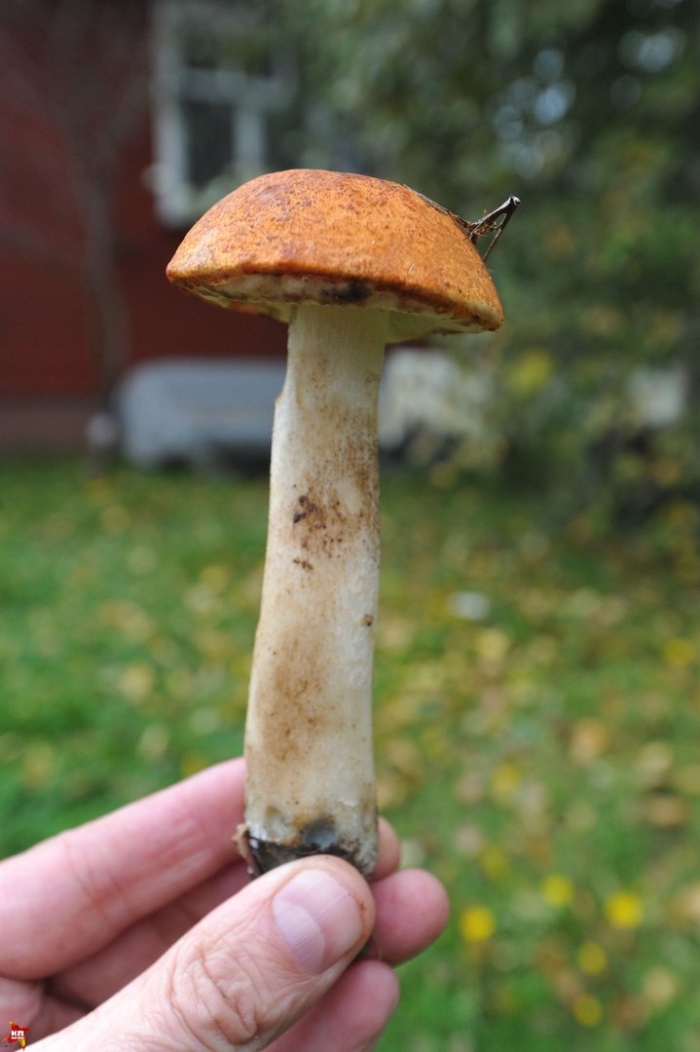 Обабок и подосиновик