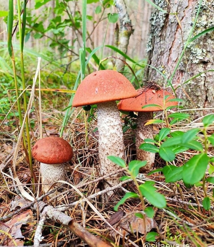 Подосиновик обыкновенный