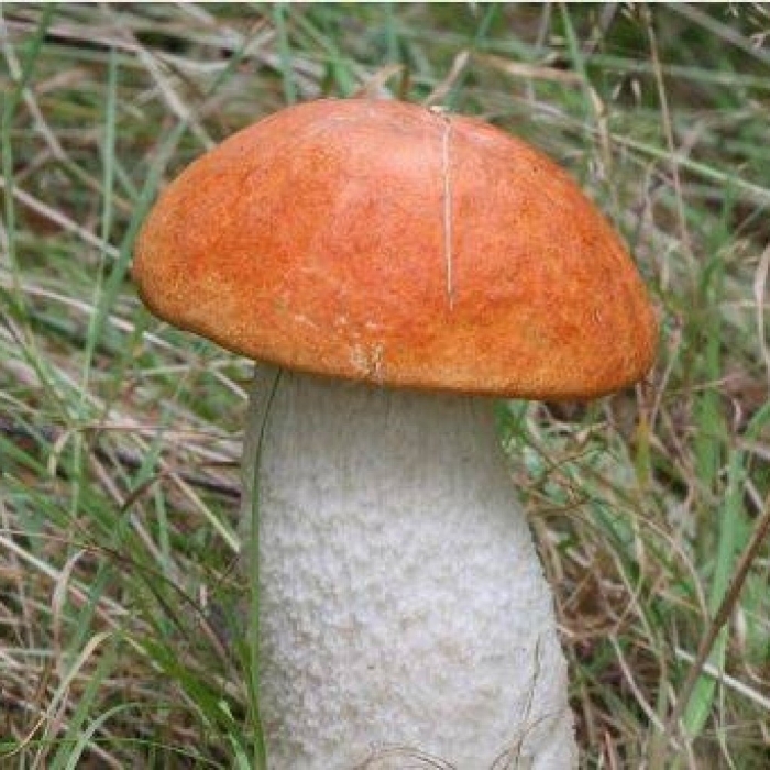 Подосиновик черночешуйчатый