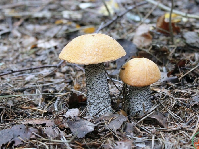 Подосиновик бурый