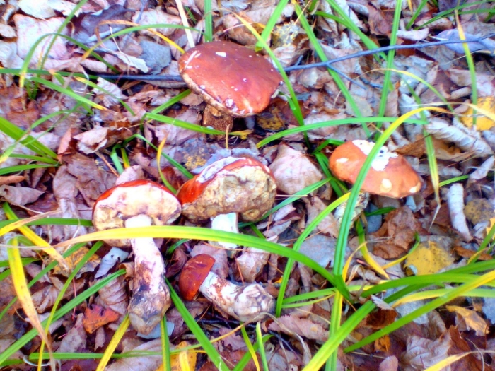 Гриб в лесу