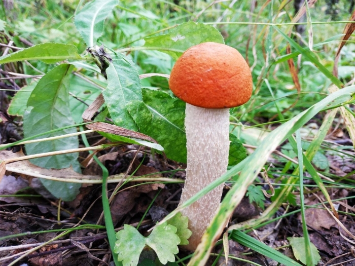 Обабок и подосиновик