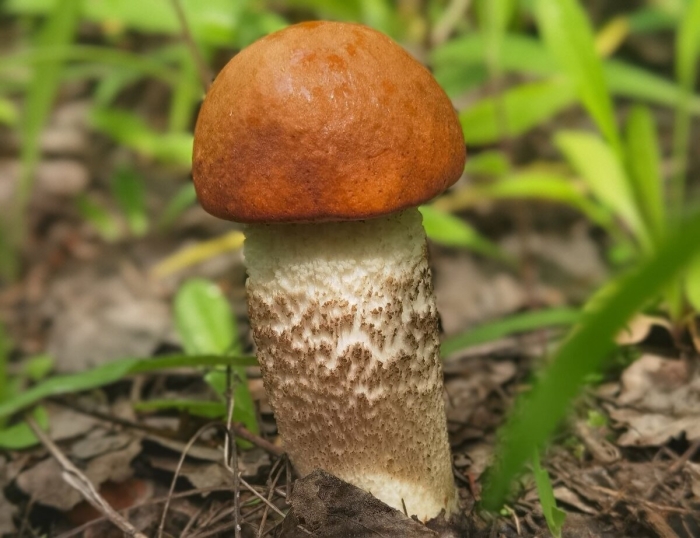 Подосиновик красноголовик