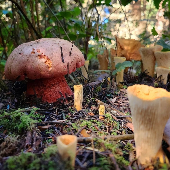 Боровик прекрасный