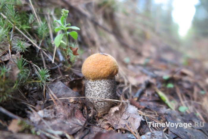 Как выглядит подосиновик