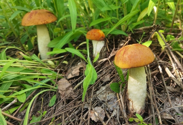 Грибы подосиновик