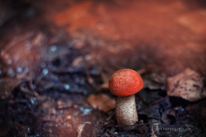 Гриб подосиновик