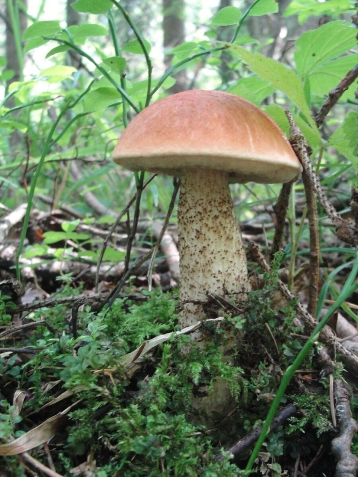 Подосиновик крымский