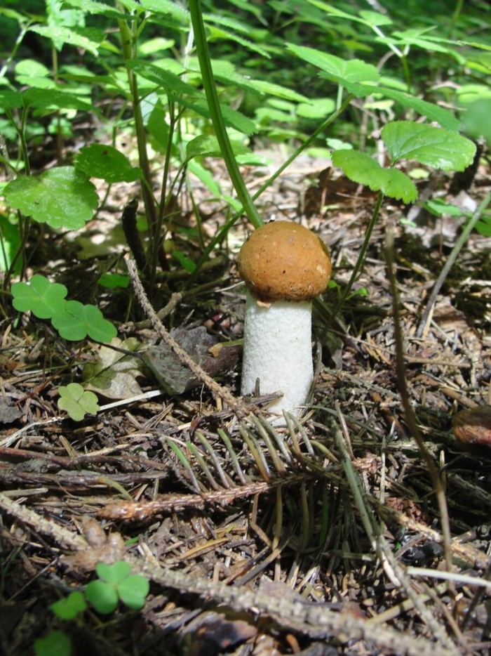 Ложный подосиновик гриб
