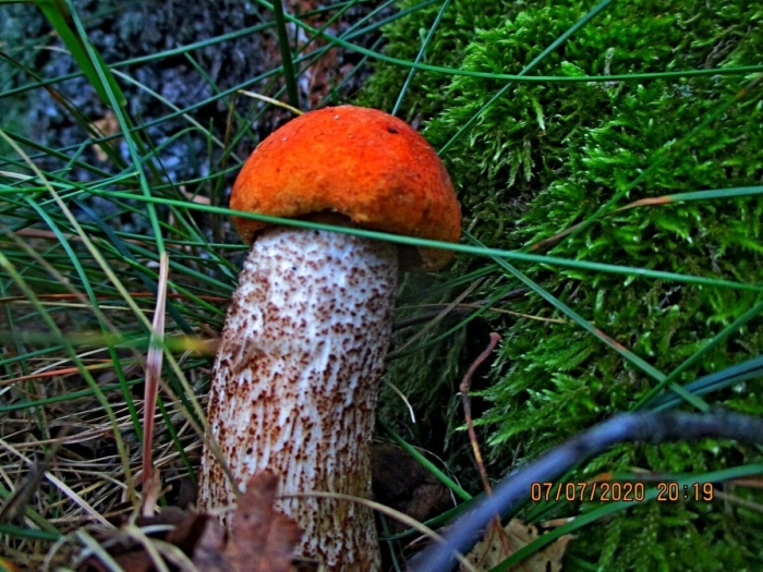 Подосиновики ложный подосиновик