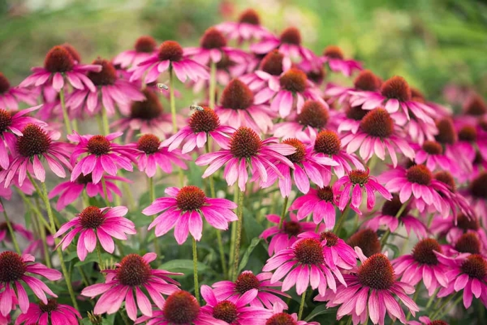 Эхинацея echinacea purpurea magnus