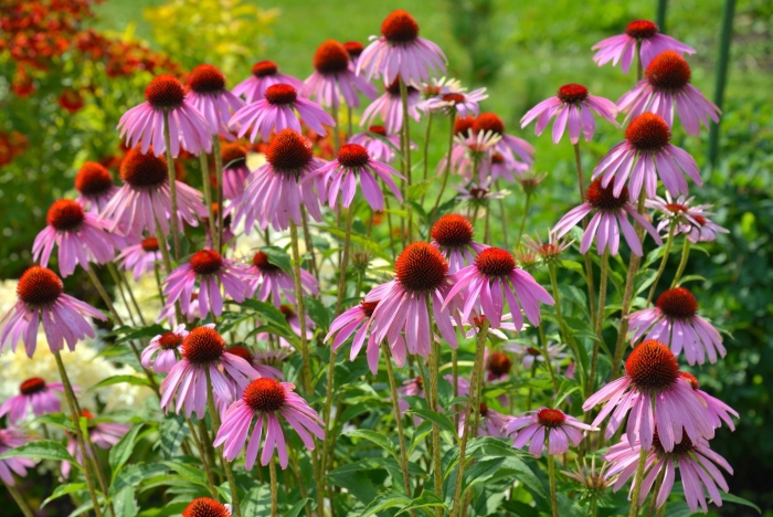 Эхинацея пурпурная знахарь