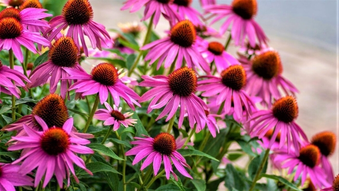 Эхинацея цветок