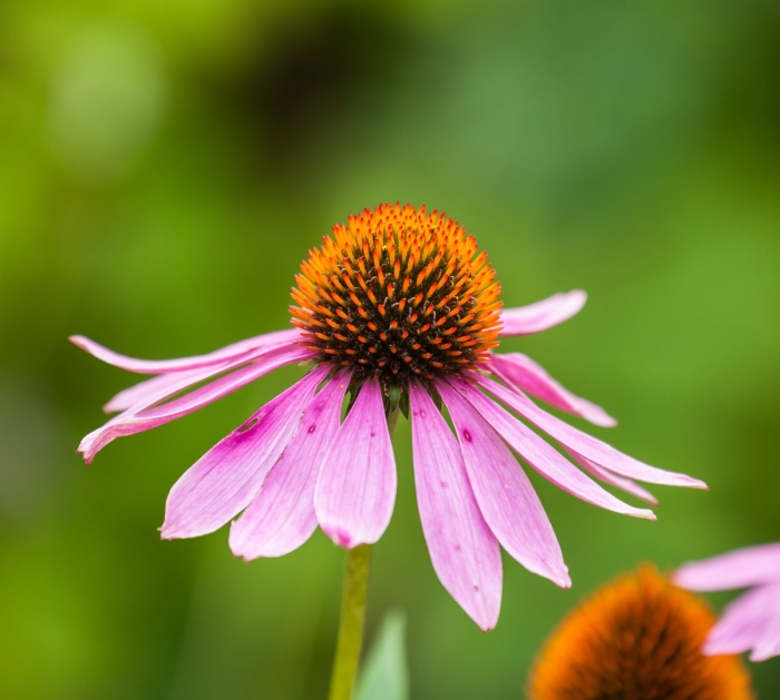 Эхинацея мини бель
