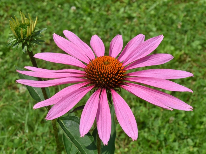 Эхинацея пурпурная ливадия
