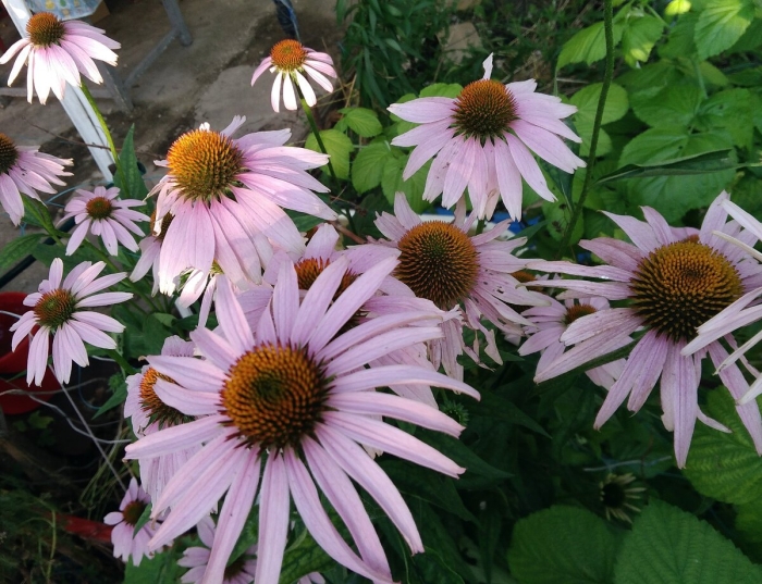 Эхинацея пурпурная трава