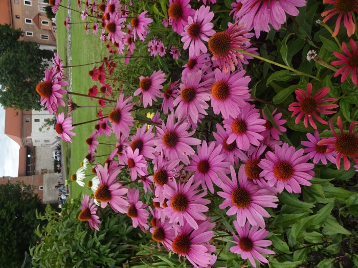 Эхинацея пурпурная магнус