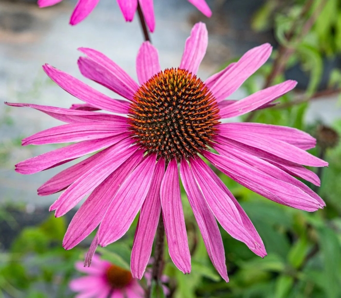Эхинацея пурпурная (echinacea purpurea) 'magnus'
