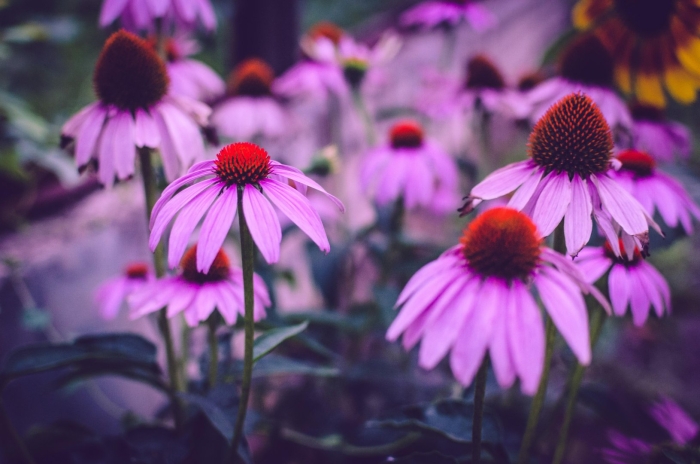 Эхинацея пурпурная конфловер