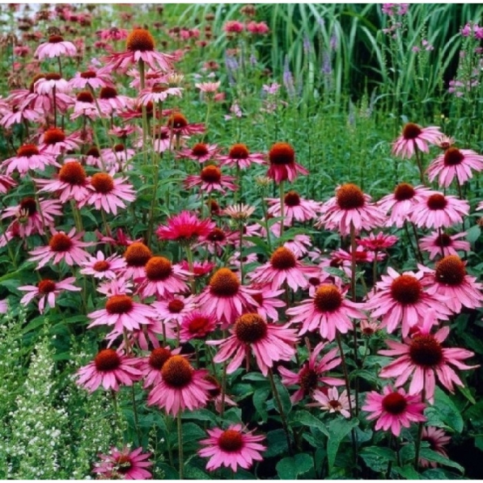 Эхинацея пурпурная 'rubinstern'
