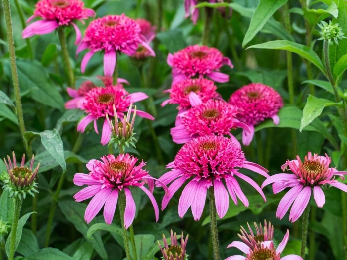 Эхинацея пинк дабл делайт